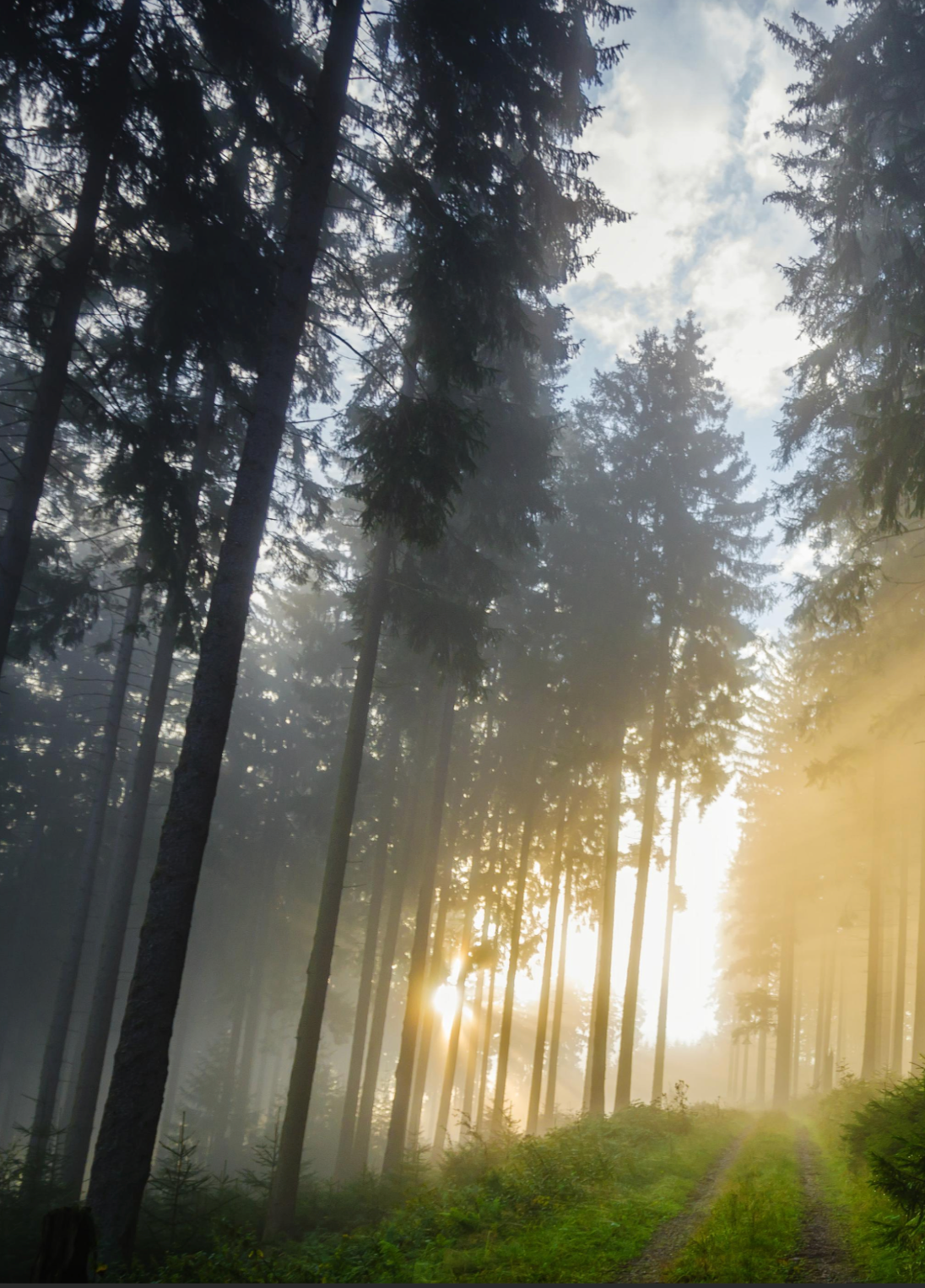 Wald im Gegenlicht